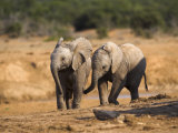 Baby Elephants, Playing in Addo Elephant National Park, South Africa Photographic Print by Steve & Ann Toon