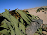 Welwitschia (Welwitschia Mirabilis), Namib Desert, Namibia, Africa Photographic Print by Steve & Ann Toon