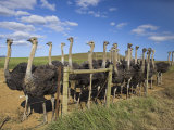 Ostriches, Struthio Camelus, on Ostrich Farm, Western Cape, South Africa, Africa Photographic Print by Steve & Ann Toon
