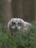European Eagle Owl Chick, Bubo Bubo, Five Weeks Old, Captive, United Kingdom Photographic Print by Steve & Ann Toon