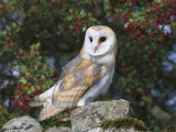Barn Owl (Tyto Alba), on Dry Stone Wall with Hawthorn Berries in Late Summer, Captive, England Photographic Print by Steve & Ann Toon