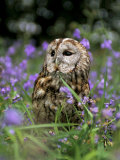 Captive Tawny Owl (Strix Aluco) in Bluebells, United Kingdom Photographic Print by Steve & Ann Toon