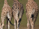 Rothschild's Giraffes (Giraffa Camelopardalis Rothschildi,) Skin, Captive, Native to East Africa Photographic Print by Steve & Ann Toon