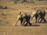 Baby Elephants, Running Towards Water in Addo Elephant National Park, South Africa Photographic Print by Steve & Ann Toon