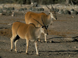 Eland (Taurotragus Oryx), Etosha National Park, Namibia, Africa Lámina fotográfica por Steve & Ann Toon Eland (Taurotragus Oryx), Etosha National Park, Namibia, Africa Lámina fotográfica por Steve & Ann Toon