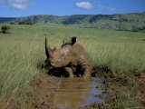 White Rhino (Rhinoceros Simum) Cooling Off, Itala Game Reserve, South Africa, Africa Photographic Print by Steve & Ann Toon
