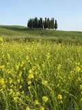 Countryside in Val d'Orcia, Siena, Tuscany, Italy Photographic Print by Nico Tondini Countryside in Val d'Orcia, Siena, Tuscany, Italy Photographic Print by Nico Tondini