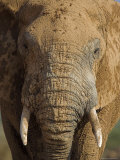 Elephant, Covered in Mud, Eastern Cape, South Africa Photographic Print by Steve & Ann Toon