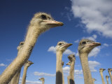 Ostriches, Struthio Camelus, on Ostrich Farm, Western Cape, South Africa, Africa Photographic Print by Steve & Ann Toon