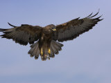 Buzzard (Buteo Buteo), Flying, Captive, Cumbria, England, United Kingdom Photographie par Steve & Ann Toon