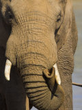 Bull Elephant, Loxodonta Africana, Addo Elephant National Park, Eastern Cape, South Africa Photographic Print by Steve & Ann Toon