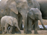 African Elephant (Loxodonta Africana), Greater Addo National Park, South Africa, Africa Fotografisk tryk af Steve & Ann Toon African Elephant (Loxodonta Africana), Greater Addo National Park, South Africa, Africa Fotografisk tryk af Steve & Ann Toon