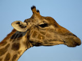 Head of a Giraffe (Giraffa Camelopardalis), South Africa, Africa Photographic Print by Steve & Ann Toon
