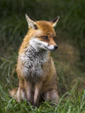 Red Fox, Vulpes Vulpes, Captive, United Kingdom Photographie par Steve & Ann Toon