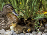 Mallard (Anas Platyrhyncos) with Ducklings, United Kingdom Photographic Print by Steve & Ann Toon Mallard (Anas Platyrhyncos) with Ducklings, United Kingdom Photographic Print by Steve & Ann Toon