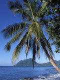 Morne Larcher, Baie De La Chery (Chery Bay), Martinique, West Indies, Caribbean, Central America Photographic Print by Guy Thouvenin