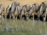 Blue Wildebeest (Connochaetes Taurinus) Drinking at Waterhole, Mkuze, South Africa, Africa Fotografisk tryk af Steve & Ann Toon Blue Wildebeest (Connochaetes Taurinus) Drinking at Waterhole, Mkuze, South Africa, Africa Fotografisk tryk af Steve & Ann Toon