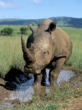 White Rhino (Ceratotherium Simum) Cooling Off, Itala Game Reserve, South Africa, Africa Photographic Print by Steve & Ann Toon