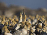Cape Gannets, Morus Capensis, Courtship Display in Gannet Colony at Bird Island, Western Cape Photographie par Steve & Ann Toon