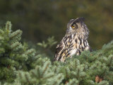 European Eagle Owl, Bubo Bubo, Female, Captive, World Owl Trust, Muncaster Castle, Cumbria Photographic Print by Steve & Ann Toon