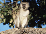 Vervet Monkey (Cercopithecus Aethiops), Kruger National Park, South Africa, Africa Photographic Print by Steve & Ann Toon