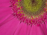 Gerbera, Shocking Pink, United Kingdom Photographie par Steve & Ann Toon