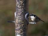 Coal Tit (Parus Ater), Taking Sunflower Seed from Feeder in Winter in the Garden Photographic Print by Steve & Ann Toon