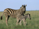 Burchell's (Plains) Zebra and Newborn Foal (Equus Burchelli), Etosha National Park, Namibia, Africa Photographie par Steve & Ann Toon