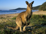Eastern Grey Kangaroo on Beach, Murramarang National Park, New South Wales, Australia Fotografie-Druck von Steve & Ann Toon