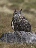 European Eagle Owl (Bubo Bubo), on Moorland, Captive, United Kingdom Photographic Print by Steve & Ann Toon