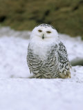 Captive Snowy Owl (Nictea Scandiaca) Photographic Print by Steve & Ann Toon
