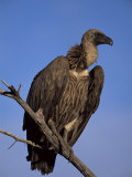 Whitebacked Vulture (Gyps Africanus), Etosha National Park, Namibia, Africa Photographic Print by Steve & Ann Toon