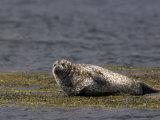 Common (Harbour) Seal, Phoca Vitulina, Wester Ross, Scotland, United Kingdom Photographic Print by Steve & Ann Toon