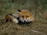 Captive Red Fox (Vulpes Vulpes), United Kingdom Photographic Print by Steve & Ann Toon
