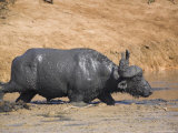 Cape Buffalo, Syncerus Caffer, Mud-Bathing, Addo Elephant National Park, South Africa, Africa Photographic Print by Steve & Ann Toon