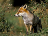 Captive Red Fox (Vulpes Vulpes), United Kingdom Lámina fotográfica por Steve & Ann Toon