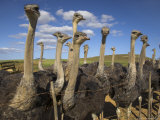 Ostriches, Struthio Camelus, on Ostrich Farm, Western Cape, South Africa, Africa Lámina fotográfica por Steve & Ann Toon Ostriches, Struthio Camelus, on Ostrich Farm, Western Cape, South Africa, Africa Lámina fotográfica por Steve & Ann Toon