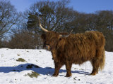 Highland Bull in Snow, Conservation Grazing on Arnside Knott, Cumbria, England Photographie par Steve & Ann Toon