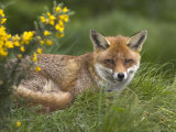 Red Fox, Vulpes Vulpes, Captive, United Kingdom Photographic Print by Steve & Ann Toon