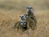 Meerkats (Suricates) (Suricata Suricatta), Greater Addo National Park, South Africa, Africa Photographic Print by Steve & Ann Toon