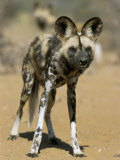 Wild Dog (Lycaon Pictus) in Captivity, Namibia, Africa Photographie par Steve & Ann Toon