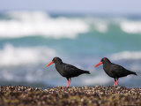 African Black Oystercatchers, De Hoop Nature Reserve, Western Cape, South Africa Photographic Print by Steve & Ann Toon