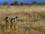 Steve & Ann Toon - Meerkats (Suricates) (Suricata Suricatta), Addo National Park, South Africa, Africa Fotografická reprodukce Steve & Ann Toon - Meerkats (Suricates) (Suricata Suricatta), Addo National Park, South Africa, Africa Fotografická reprodukce
