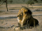 Lion (Panthera Leo), Kalahari Gemsbok Park, South Africa, Africa Photographic Print by Steve & Ann Toon