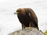 Golden Eagle, Aquila Chrysaetos, in Snow, Captive, United Kingdom Photographic Print by Steve & Ann Toon
