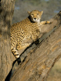 Cheetah (Acinonyx Jubatus) up a Tree in Captivity, Namibia, Africa Photographic Print by Steve & Ann Toon