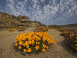 Annual Spring Wild Daisies, Namaqualand, Northern Cape, South Africa, Africa Photographic Print by Steve & Ann Toon