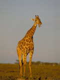 Giraffe (Giraffa Camelopardalis) Grazing, Etosha National Park, Namibia, Africa Photographic Print by Steve & Ann Toon