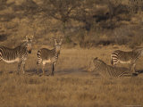 Cape Mountain Zebra, Equus Zebra Zebra, Mountain Zebra National Park, Eastern Cape, South Africa Photographic Print by Steve & Ann Toon