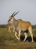 Eland, Taurotragus Oryx, De Hoop Nature Reserve, Western Cape, South Africa, Africa Lámina fotográfica por Steve & Ann Toon Eland, Taurotragus Oryx, De Hoop Nature Reserve, Western Cape, South Africa, Africa Lámina fotográfica por Steve & Ann Toon